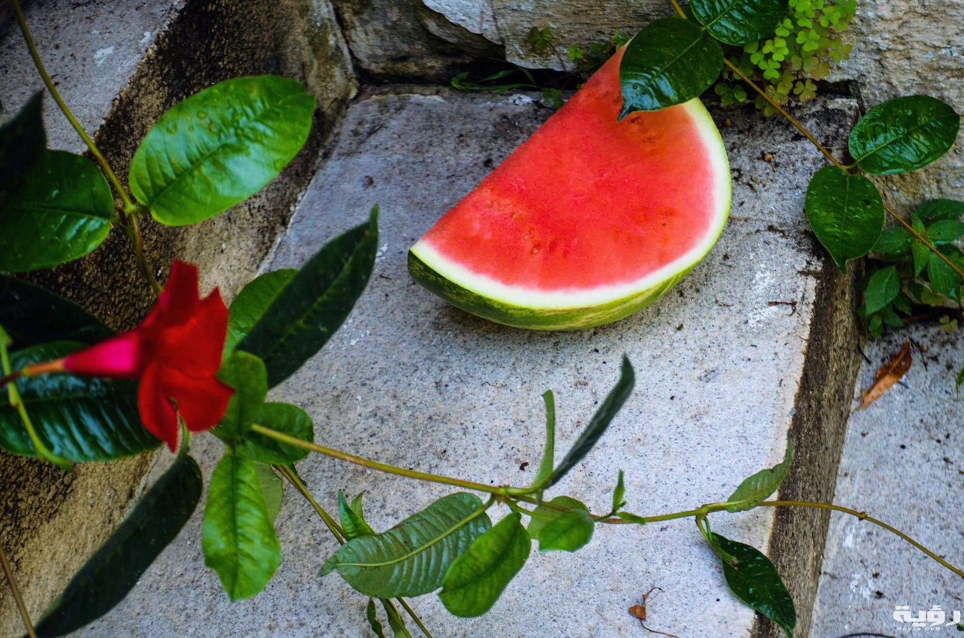 تفسير رؤية البطيخ في المنام 5 تفسير