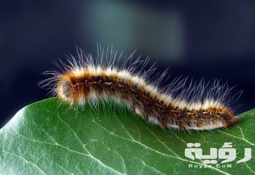 تفسير رؤية خروج الدود من الفرج في المنام 3 تفسير