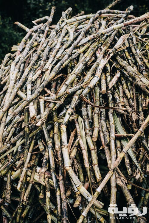 تفسير رؤية قصب السكر في المنام 4 تفسير