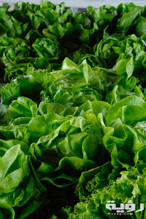 تفسير رؤية الخس في المنام 4 تفسير