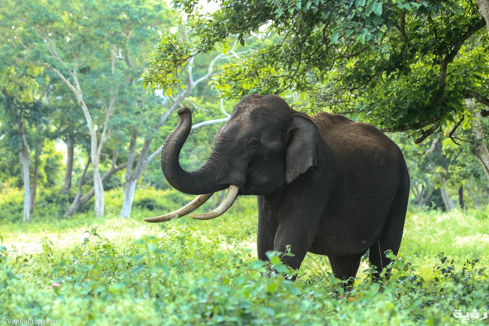 تفسير رؤية الفيل