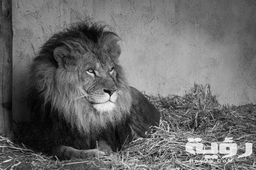 تفسير رؤية الأسد والهروب منه في المنام 4 تفسير