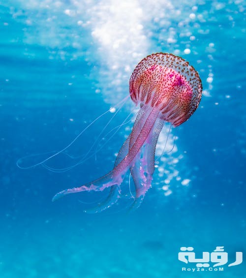 تفسير رؤية قنديل البحر في المنام 8 تفسير