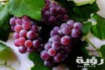 تفسير رؤية اكل العنب في المنام 4 تفسير