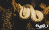 تفسير رؤية ثعبان اسود او اخضر او اصفر او ابيض في المنام 9 تفسير