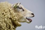 تفسير رؤية أضحية العيد في المنام.. "تشير إلى قوة شخصية" 1 agriculture animal animal photography bleat 459215 scaled