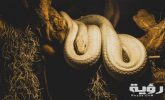 تفسير رؤية افعى بيضاء او ثعبان ابيض في المنام 2 beige python on brown branch of tree 1108192 scaled