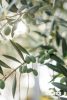 mellowing green olives on olive tree 4558692 scaled