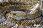 nature animal reptile snake 36714 scaled