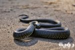 photo of snake on ground 3648372 scaled