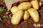 potatoes 144248 scaled