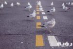 رايت الحمام في المنام فما تفسيره ؟ 5 street animals birds doves 4616 scaled
