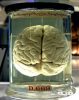 تفسير رؤية مخ الحيوان في المنام 2 1200px Chimp Brain in a jar scaled