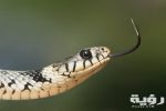 grass snake snake serpentes natrix 80474 scaled