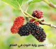 التوت في المنام scaled