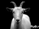 goat animal horns black and white 86594 scaled