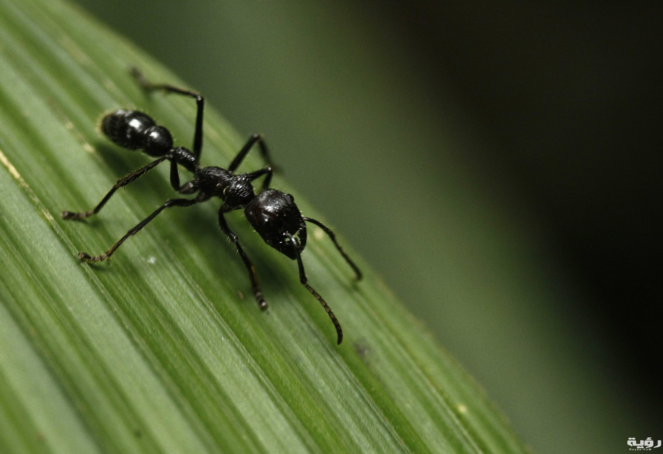 iG2OW598YFc8CbNvjmHcMhYGzm4JwRAvPV7eUyUmT04 scaled