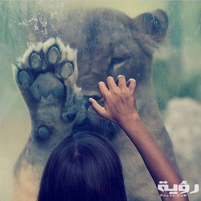 صور خلفيات عميقة 2026 ستوى للواتس اب عميقة 22 1stPK sh4hien.net 1st Pack289