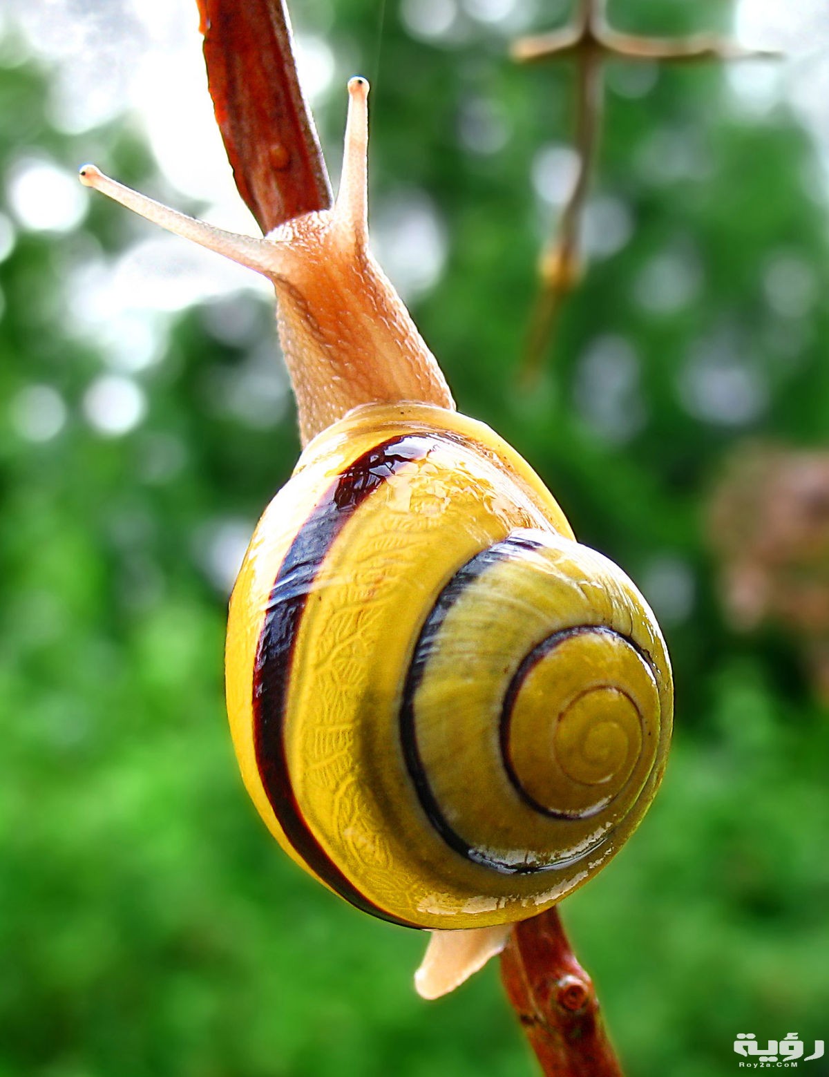 1200px Snail WA edit02