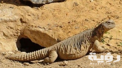 859148459649333 500x281 1