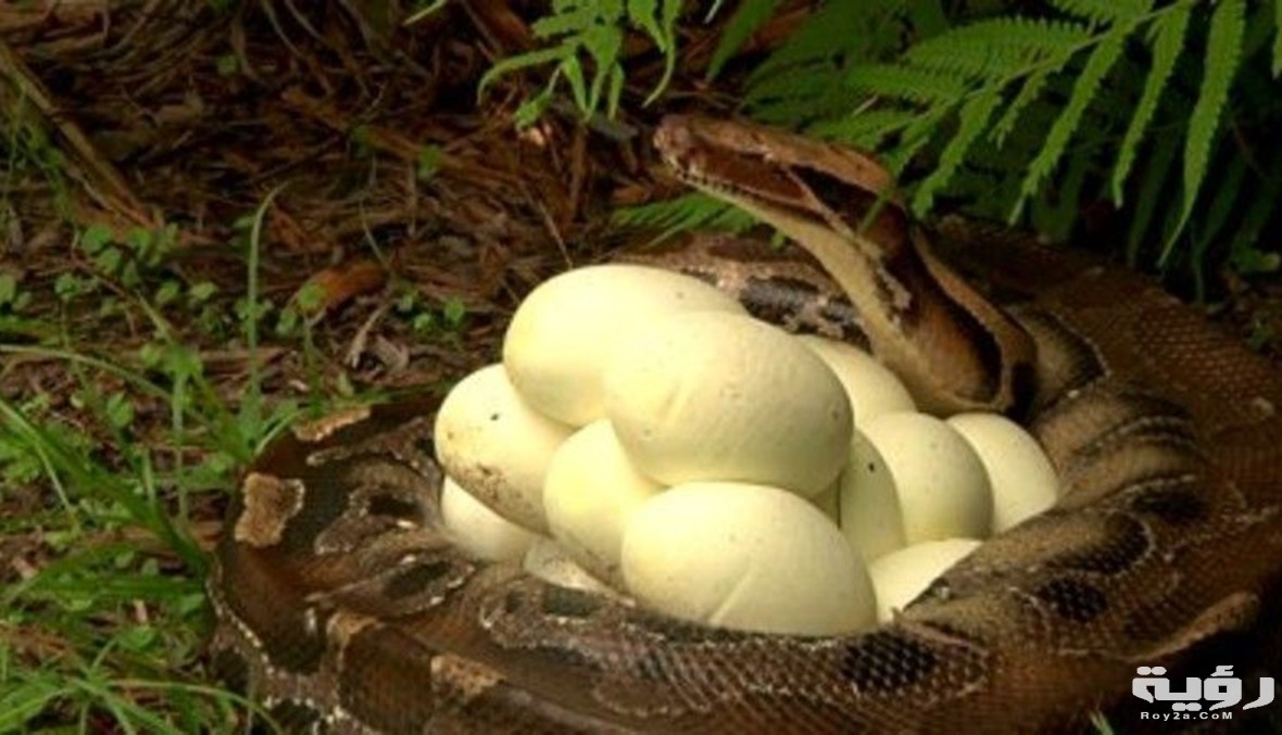 تفسير رؤية بيض الثعبان في المنام 2 88960Image1