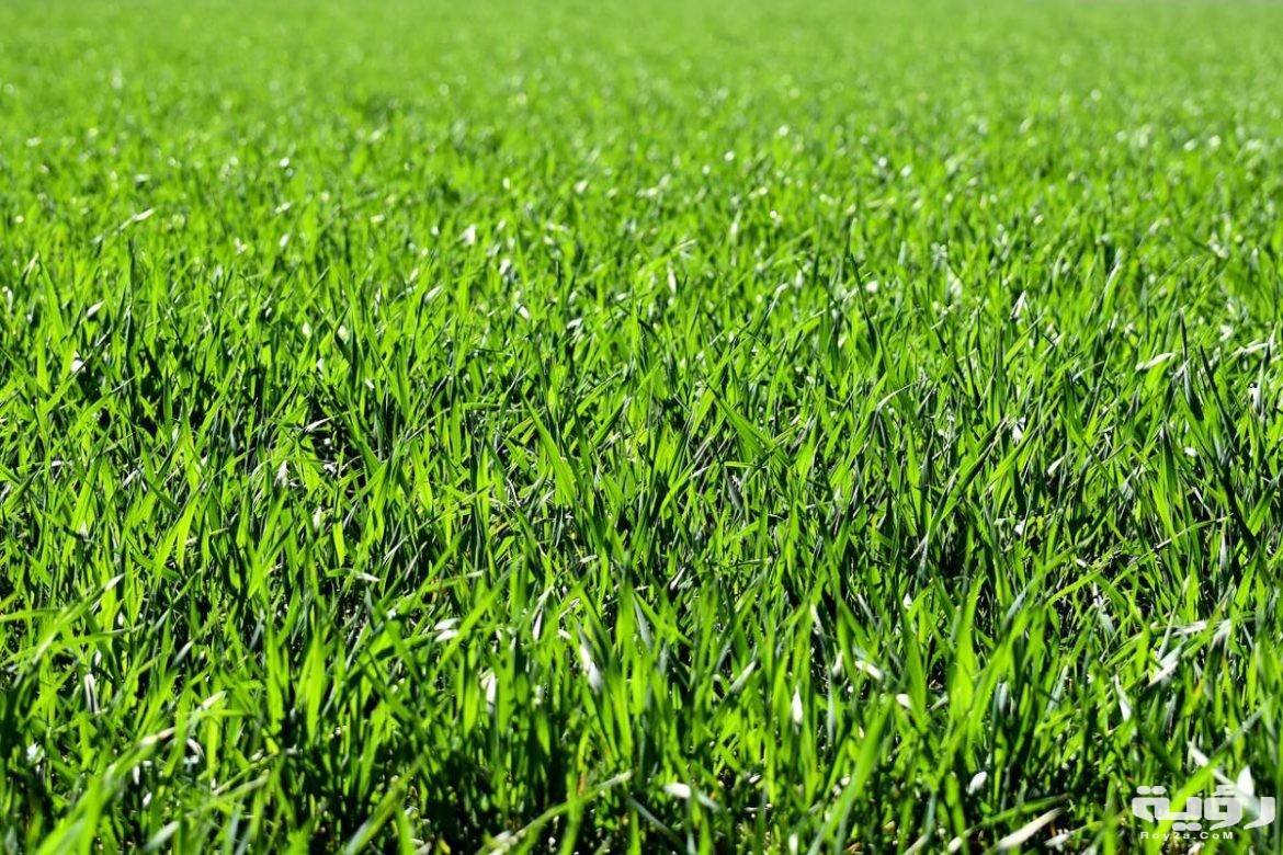 grass color 1170x780 1