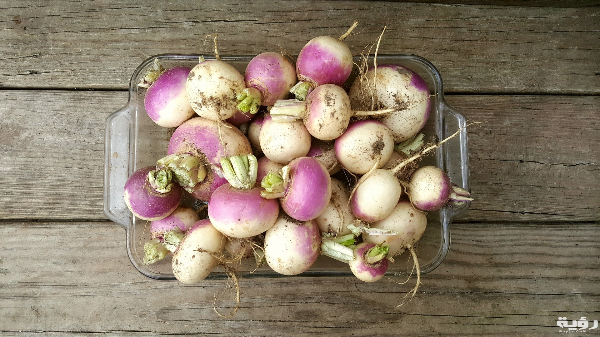 تفسير رؤية اللفت في المنام 4 turnip 2017640 1920