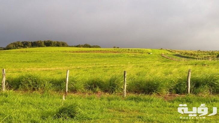 تفسير رؤية الارض الخضراء في الحلم ومعناه 5