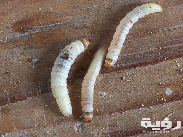 تفسير رؤية الدود الابيض في المنام 1 تفسير رؤية الدود الابيض في المنام للمتزوجة