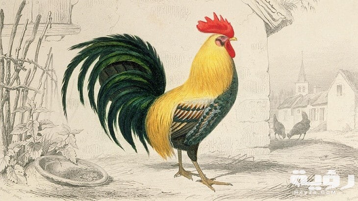 تفسير رؤية الديك الرومى فى المنام ومعناه