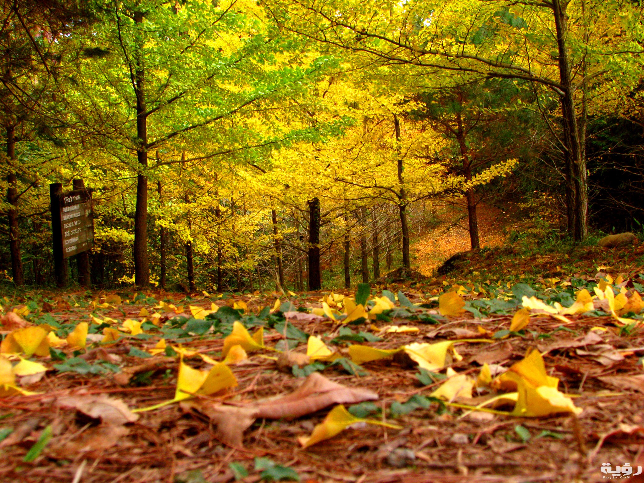 تفسير رؤية تساقط الأشجار في المنام 3 خلفيات ورق شجر جميلة 1