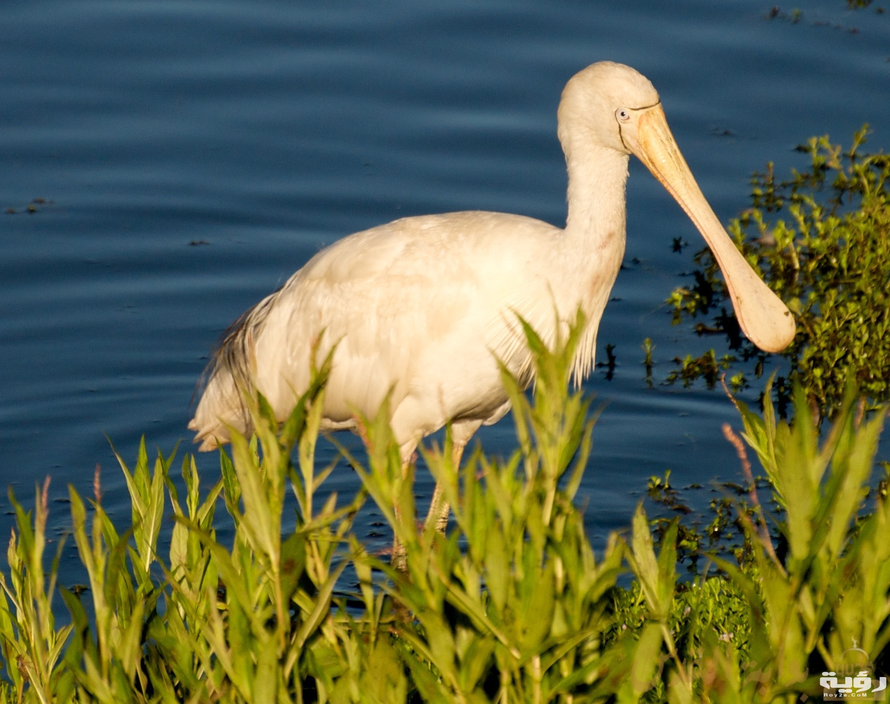 تفسير رؤية طائر ابو ملعقة في المنام 2 0c266e3f 66ba 4ea5 a1d7 d97479e63ec7