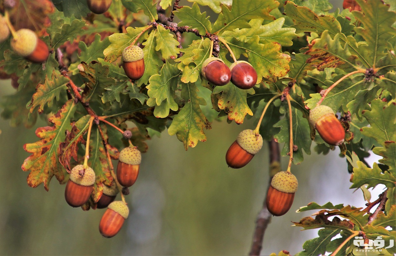 تفسير رؤية البلوط في المنام 5 branch 3682386 1280 1