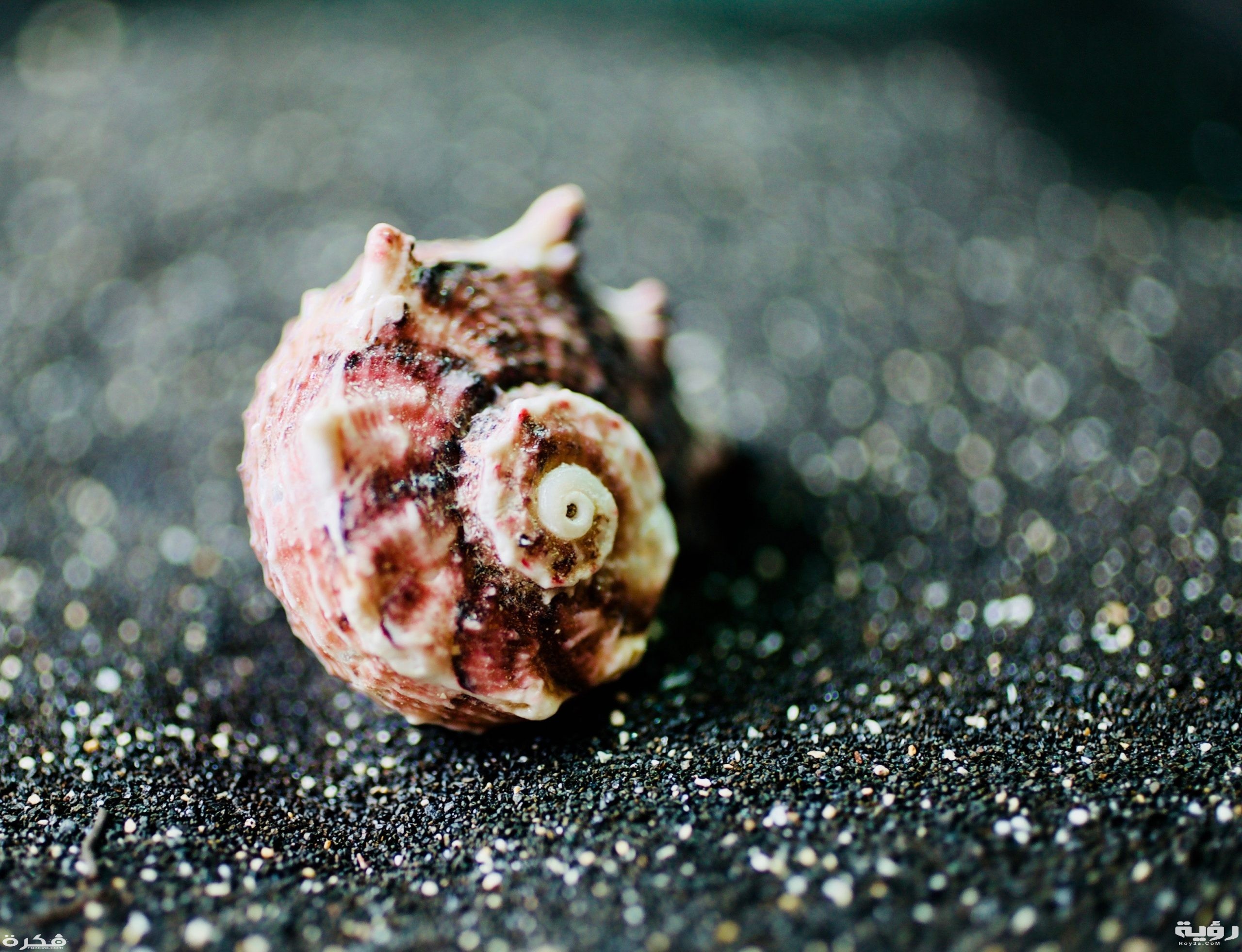 close up photo of seashell 1687531 scaled 1