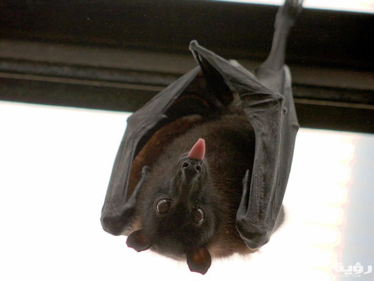 تفسير رؤية الوطواط في المنام 5 dflqkjsdmlfkqjsf dsqf