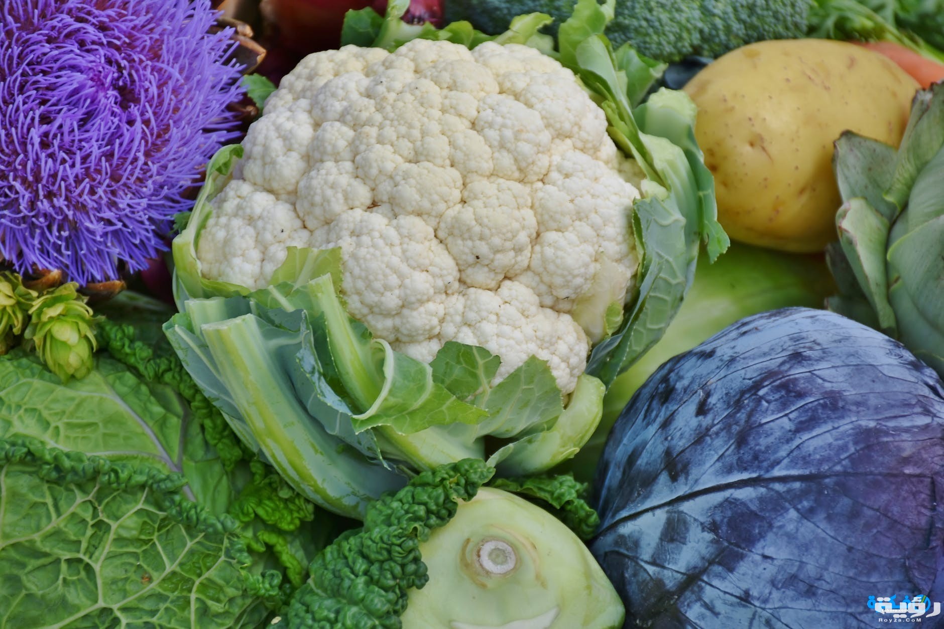 تفسير رؤية الزهرة في المنام 5 pexels photo 209426