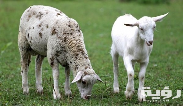 sheep vs goat 10187 2 1515209693 1 1