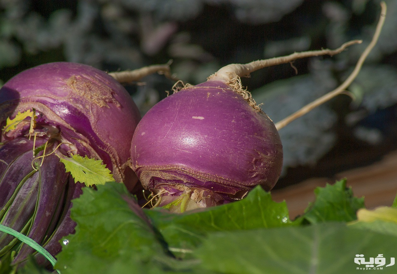 تفسير رؤية اللفت الابيض والاخضر في المنام 4 turnips 2097780 1280