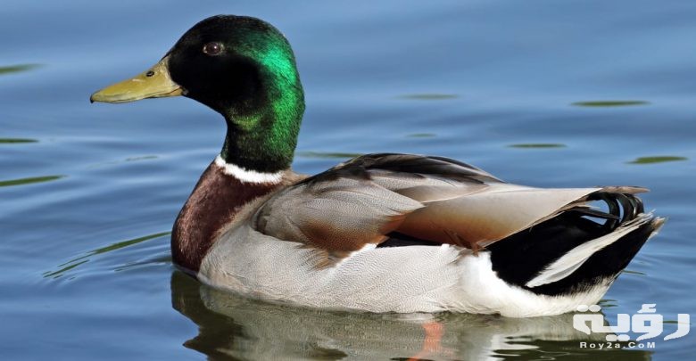 تفسير رؤية ذبح البط في المنام 4 البط في المنام 780x405 1