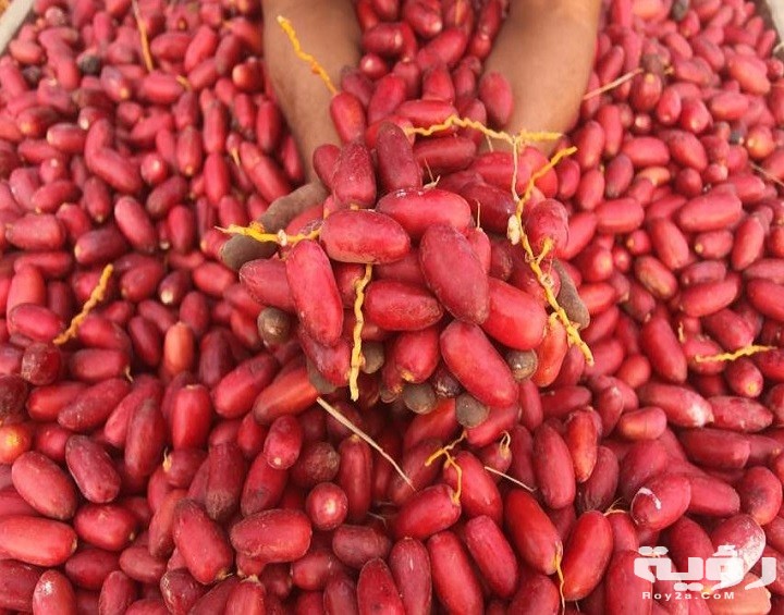 البلح الاحمر في المنام 1