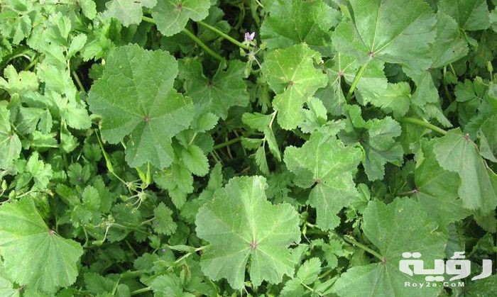 تفسير رؤية الخبيزة في المنام 3 الخبيزة في المنام