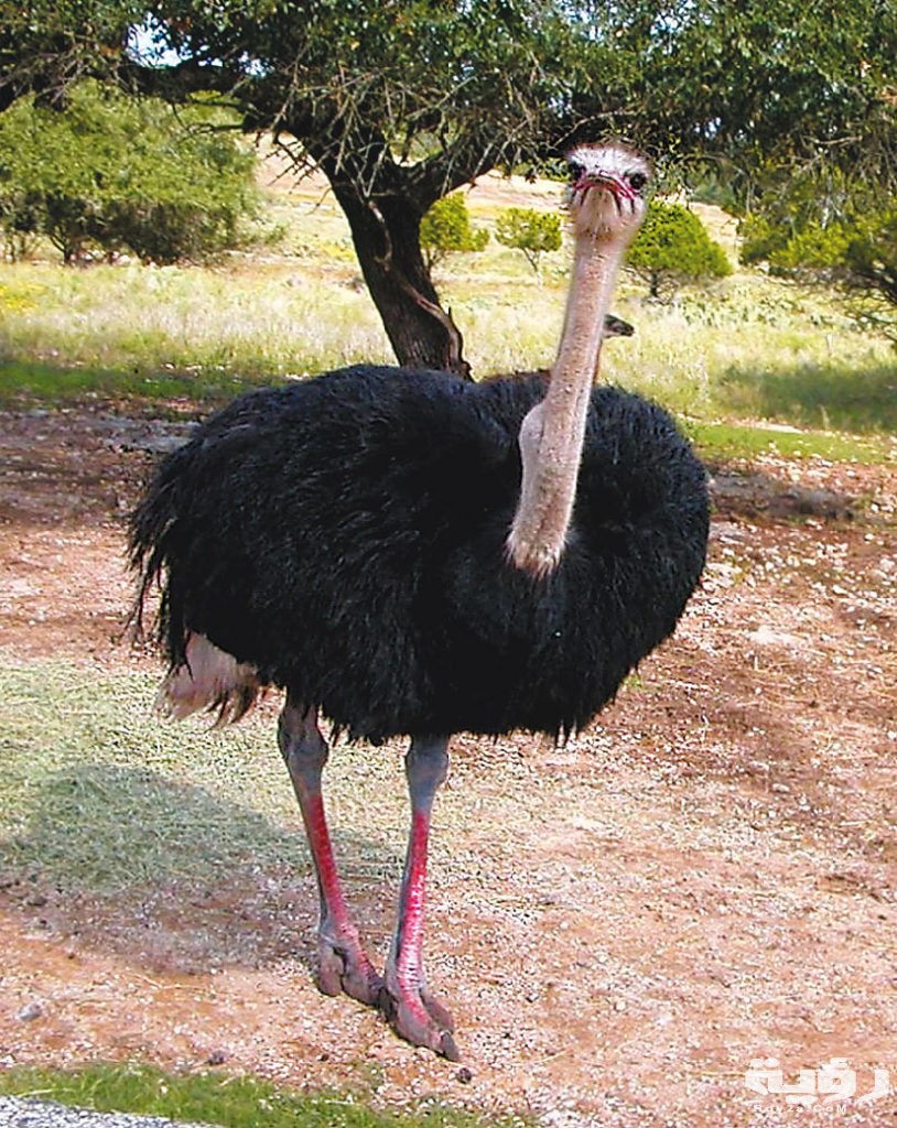 تفسير رؤية الخوف من النعام في المنام 3 الخوف من النعامة