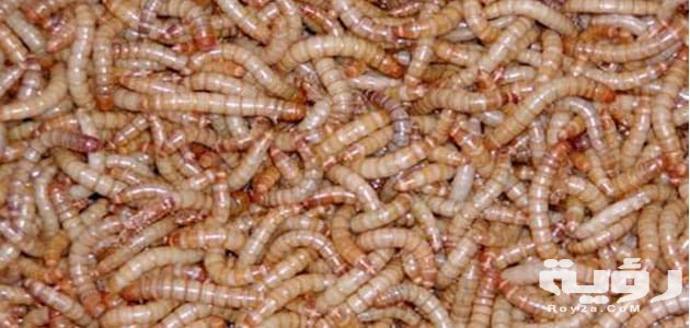 تفسير رؤية الدود في المنام 2 الدود في الشعر