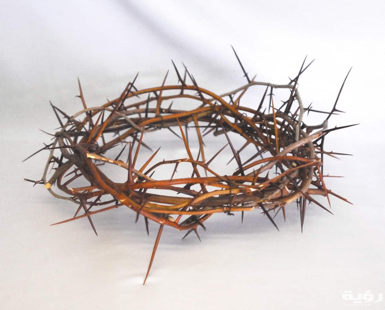 الشوك فى المنام