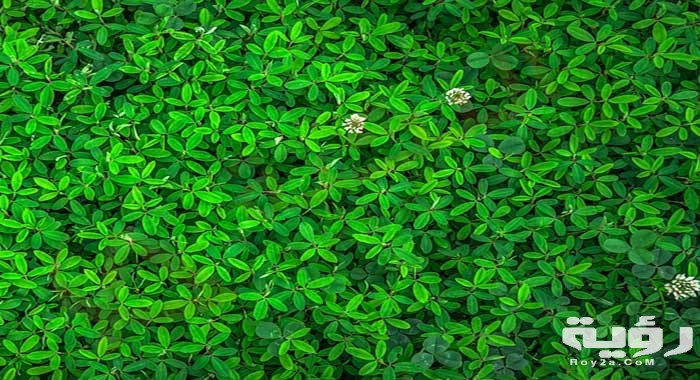 تفسير رؤية اللون الاخضر في المنام 4 تفسير رؤية الأخضر 1