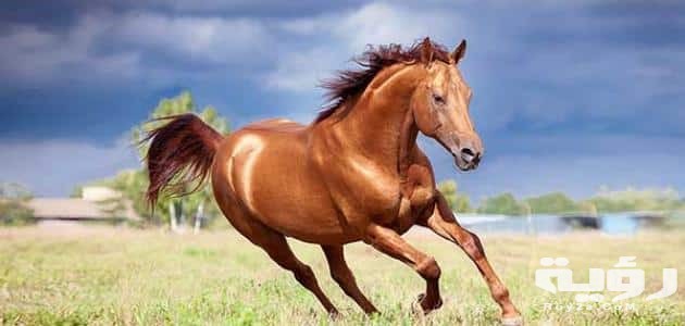 تفسير رؤية الفرس في المنام 4 تفسير رؤية الحصان في المنام لابن سيرين
