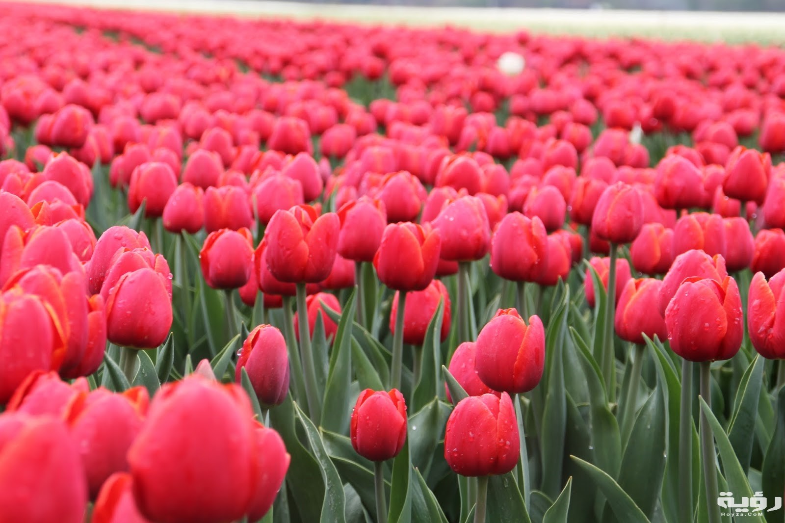 زهرة التوليب