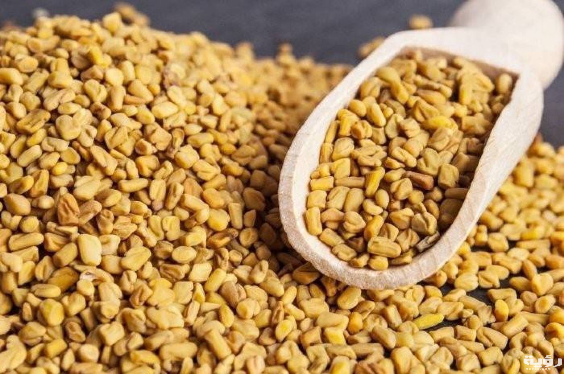 تفسير رؤية الحلبة في المنام 3 فوائد الحلبة للشعر