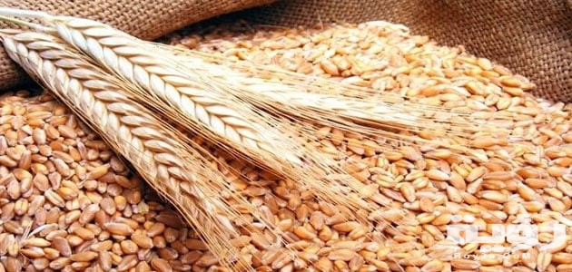 تفسير رؤية الشعير في المنام 2 ما تفسير رؤية الشعير في الم