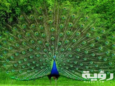 1096 PeacockJPG CrQu65 RT480x360 OS660x428 RD480x360